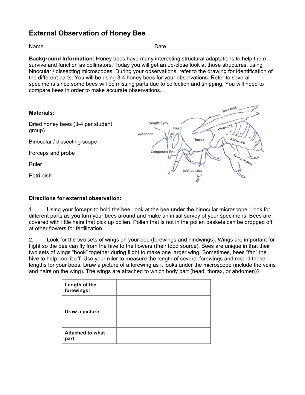 External Observation of Honey Bee