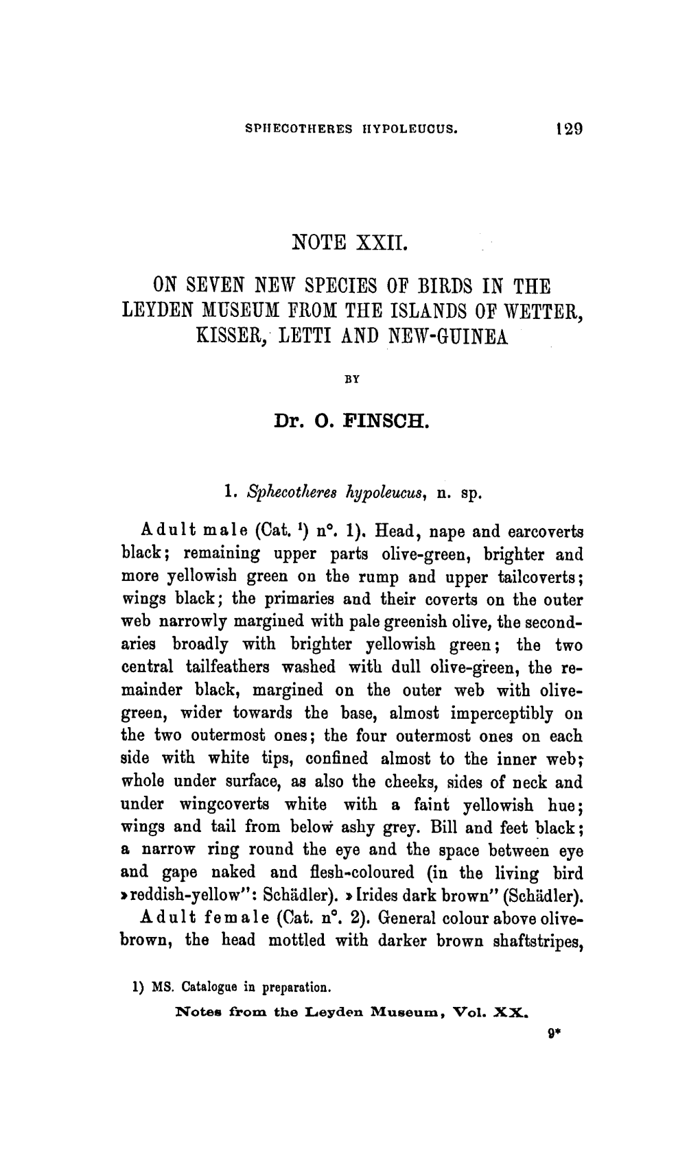 Of Wetter, Kisser, Hypoleucus, Schädler)