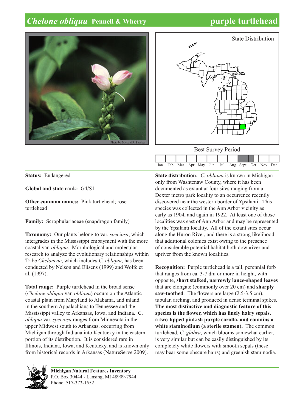 Chelone Obliqua Pennell & Wherry Purplepurple Turtlehead Turtlehead, Page 1