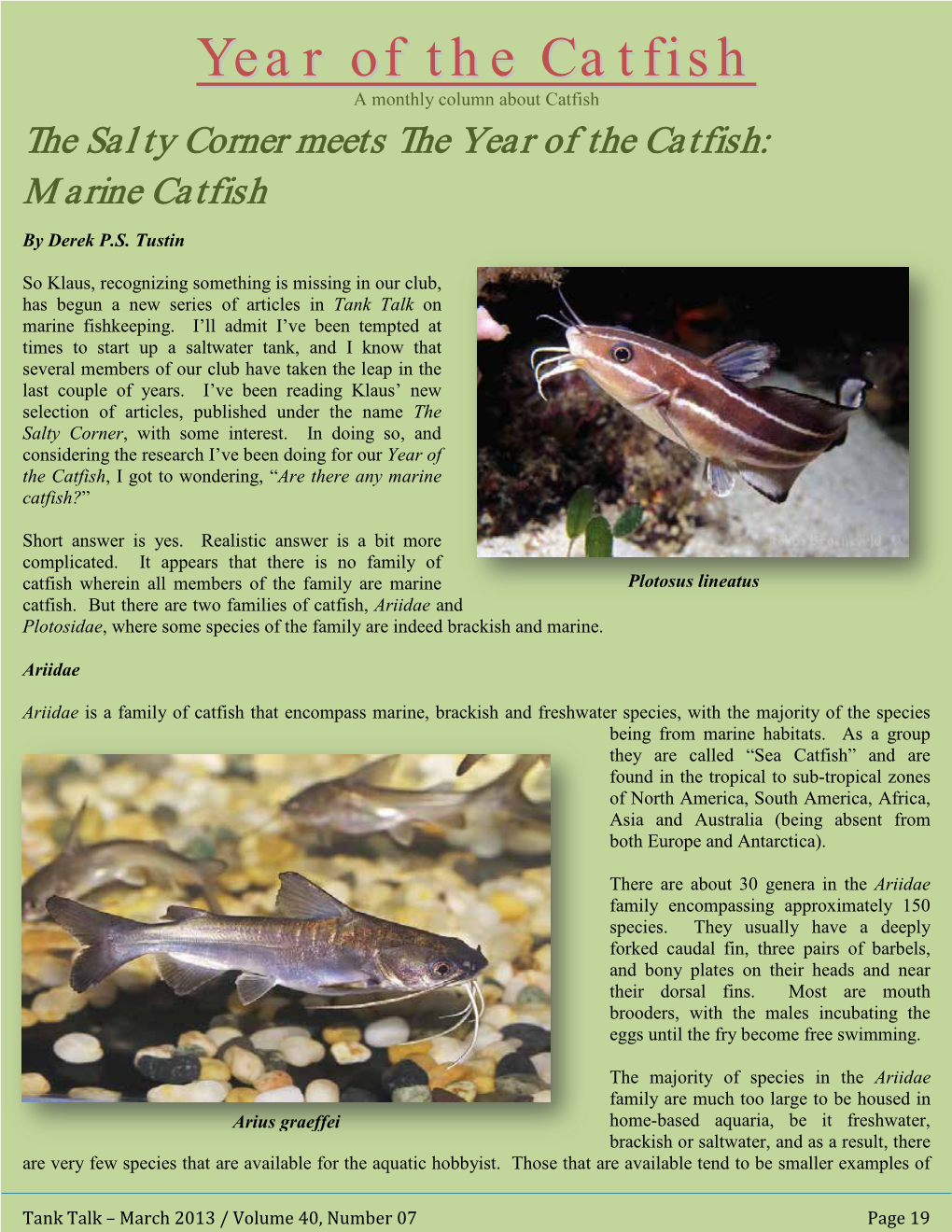 The Salty Corner Meets the Year of the Catfish – Marine Catfish