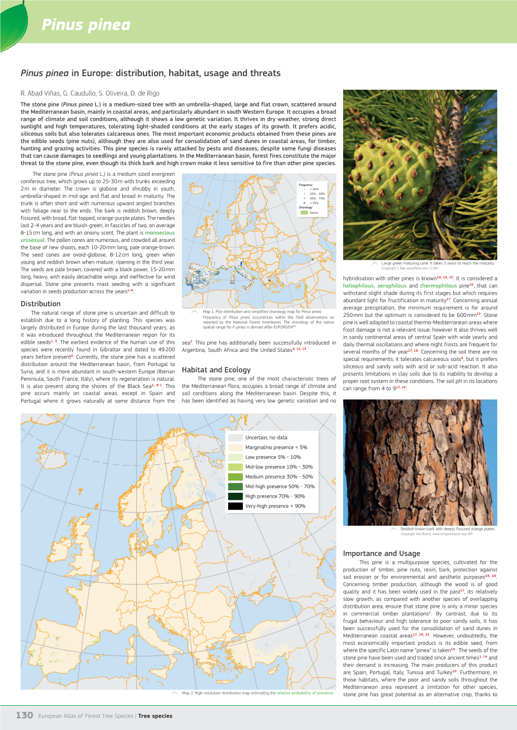 Pinus Pinea Pinus Pinea