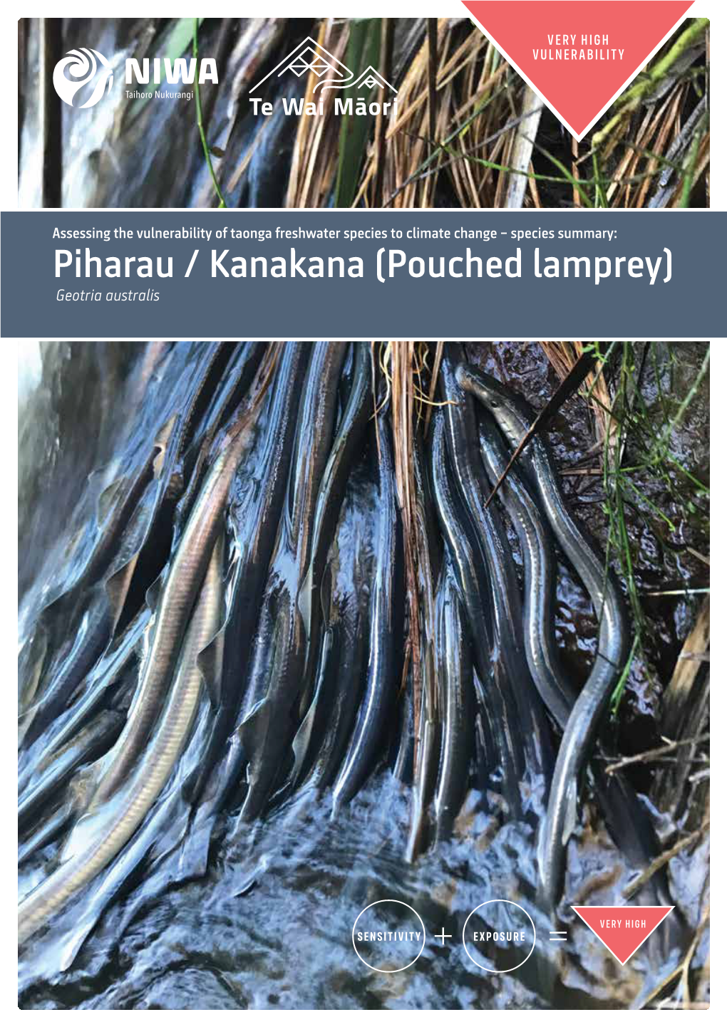 Piharau / Kanakana (Pouched Lamprey) Geotria Australis