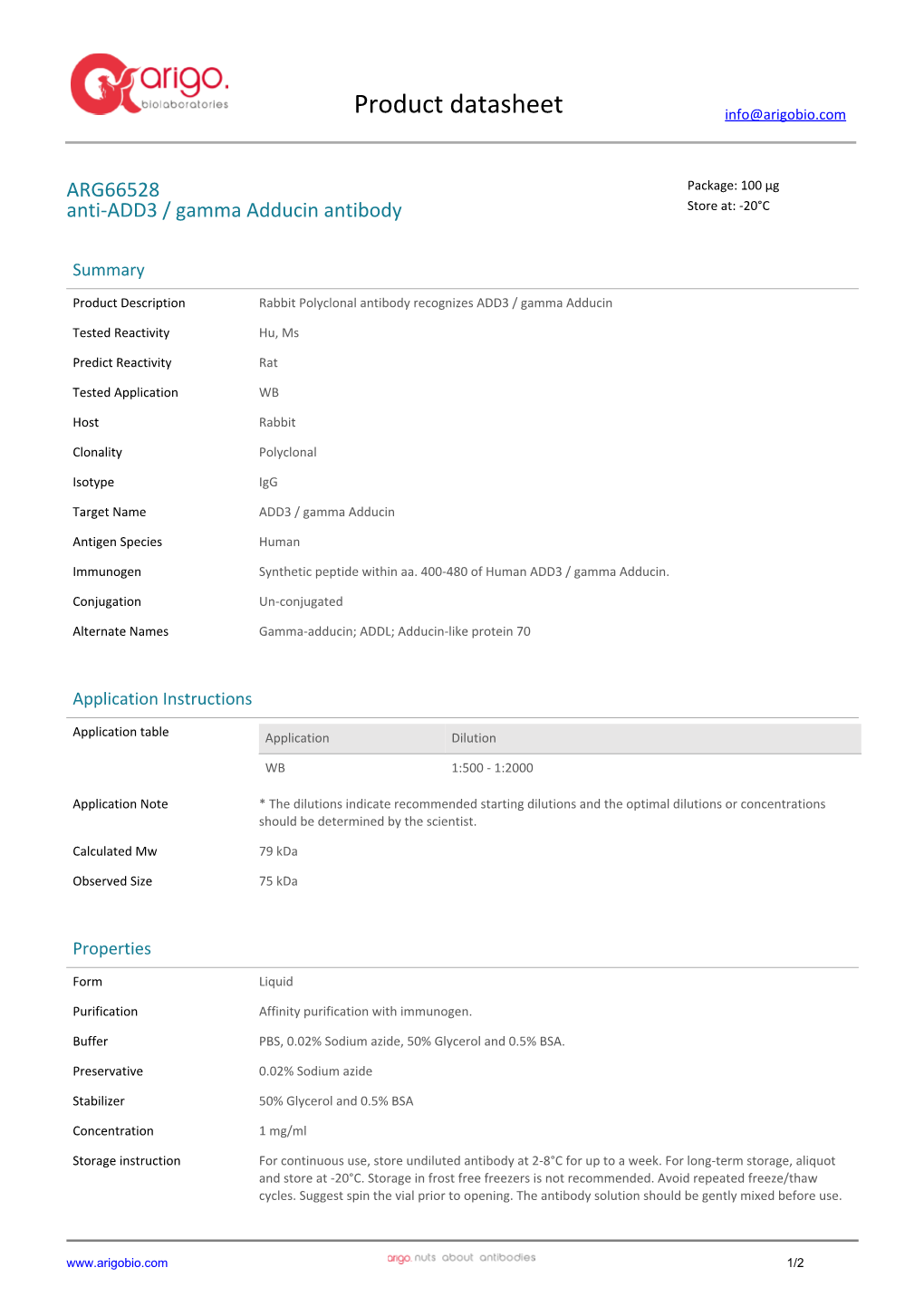 Anti-ADD3 / Gamma Adducin Antibody (ARG66528)