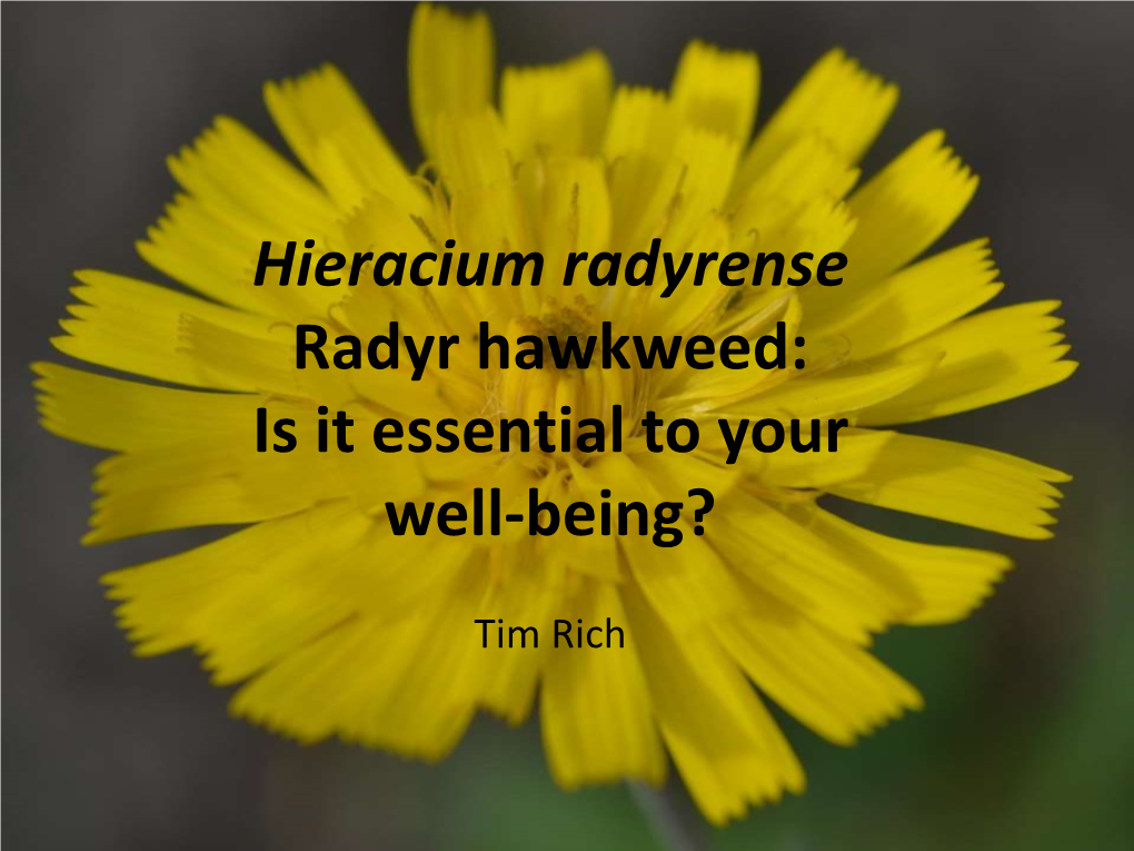 Hieracium Radyrense Radyr Hawkweed: Is It Essential to Your Well-Being?