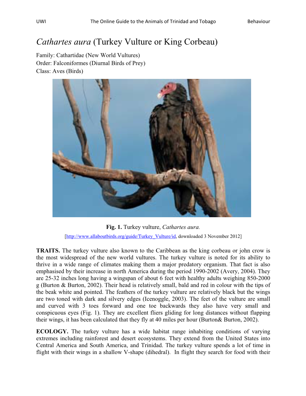 Cathartes Aura (Turkey Vulture Or King Corbeau) Family: Cathartidae (New World Vultures) Order: Falconiformes (Diurnal Birds of Prey) Class: Aves (Birds)