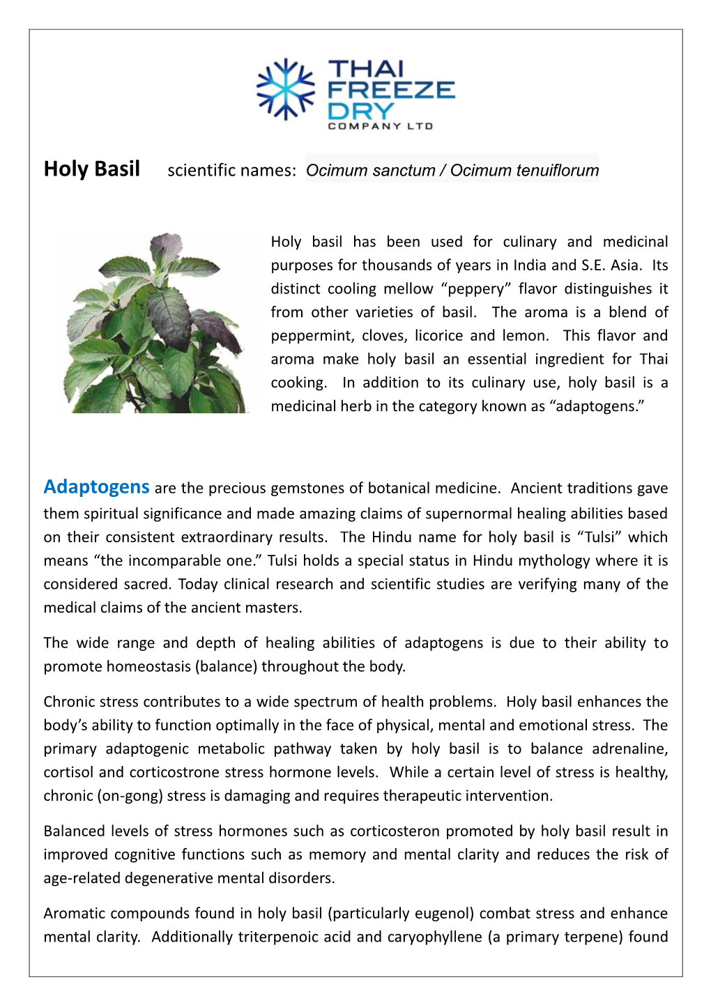 Holy Basil Scientific Names: Ocimum Sanctum / Ocimum Tenuiflorum