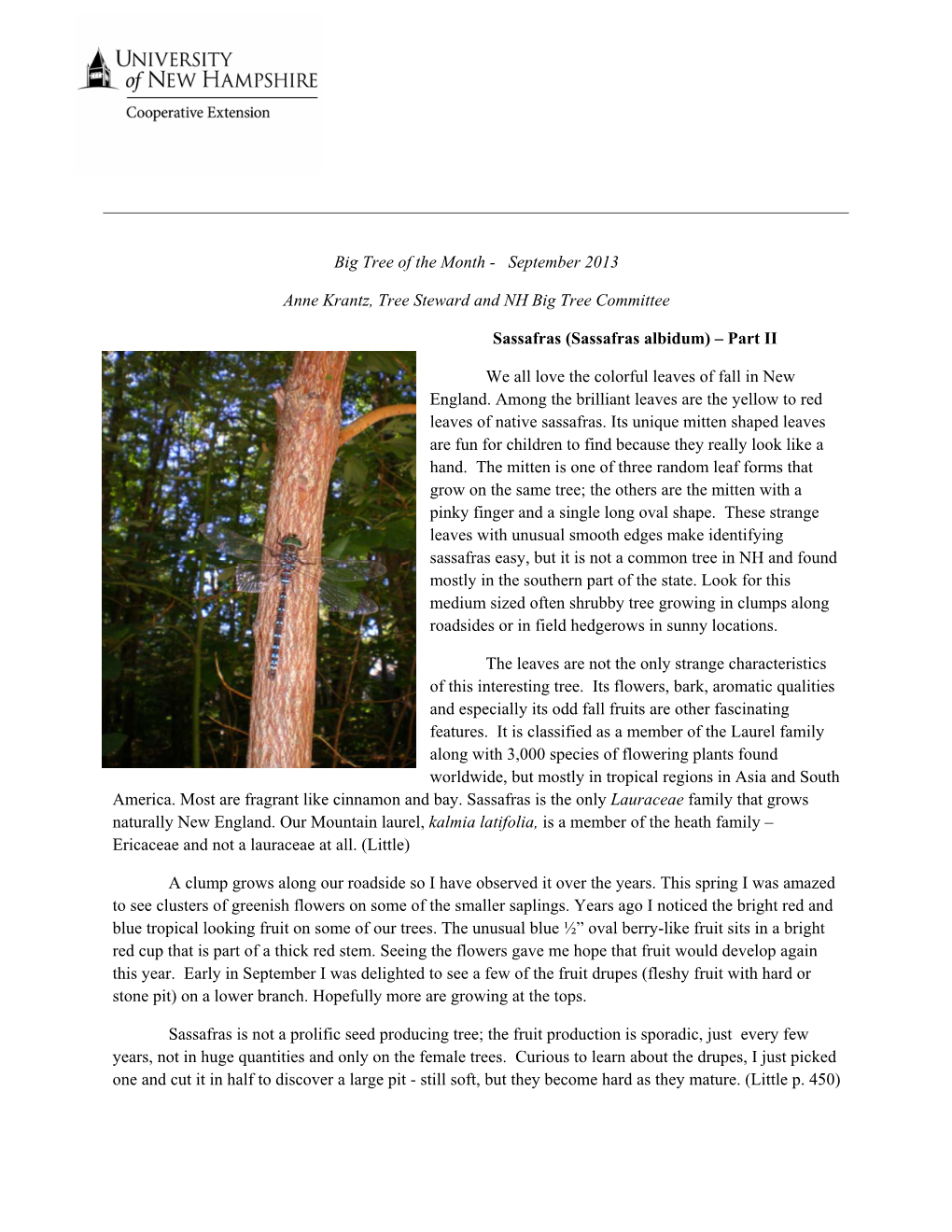 Sassafras Albidum) – Part II