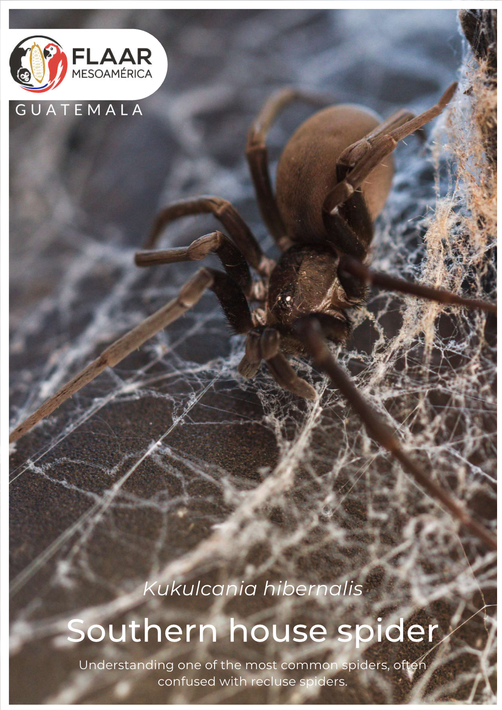 Southern House Spider Understanding One of the Most Common Spiders, Often Confused with Recluse Spiders