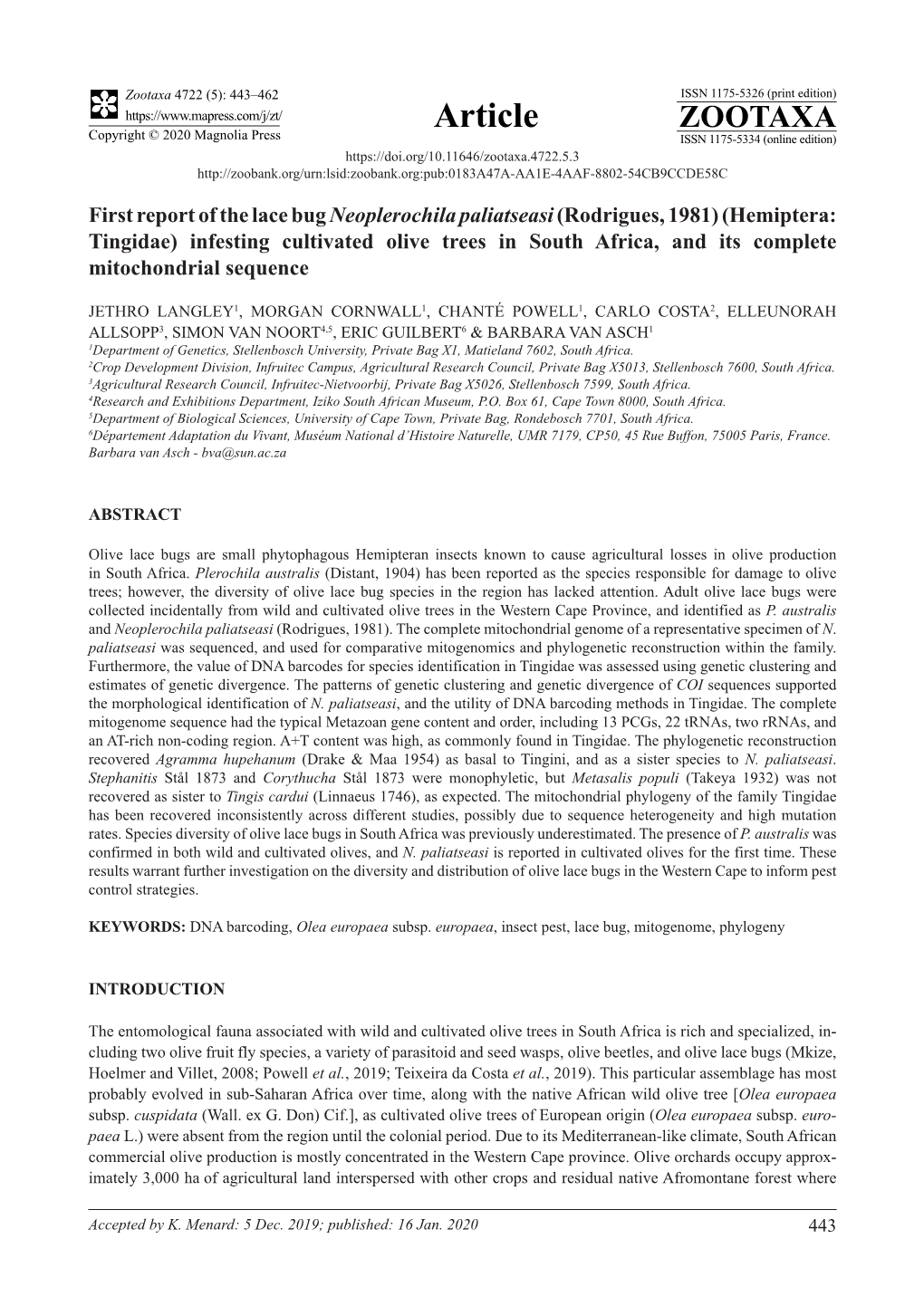 First Report of the Lace Bug Neoplerochila Paliatseasi (Rodrigues, 1981) (Hemiptera: Tingidae) Infesting Cultivated Olive Trees