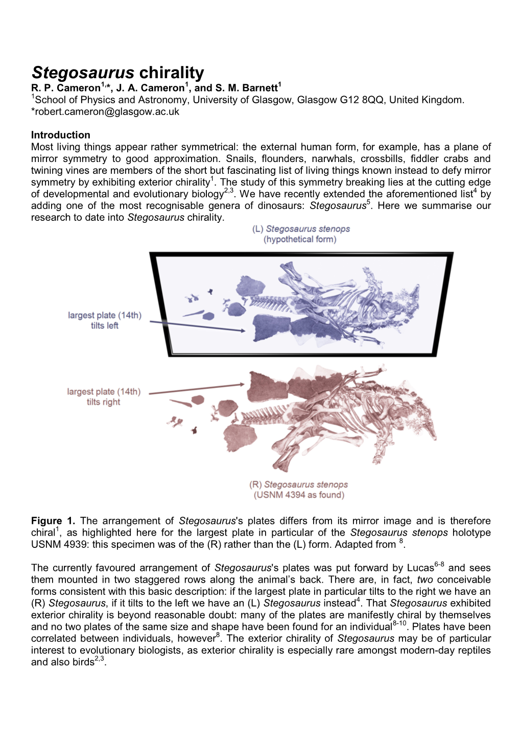 Stegosaurus Chirality R