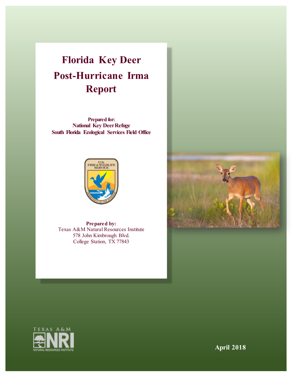 Florida Key Deer Post-Hurricane Irma Report