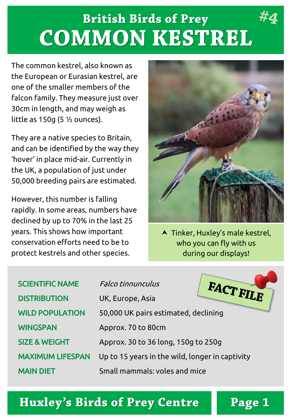 Kestrel, Also Known As the European Or Eurasian Kestrel, Are One of the Smaller Members of the Falcon Family