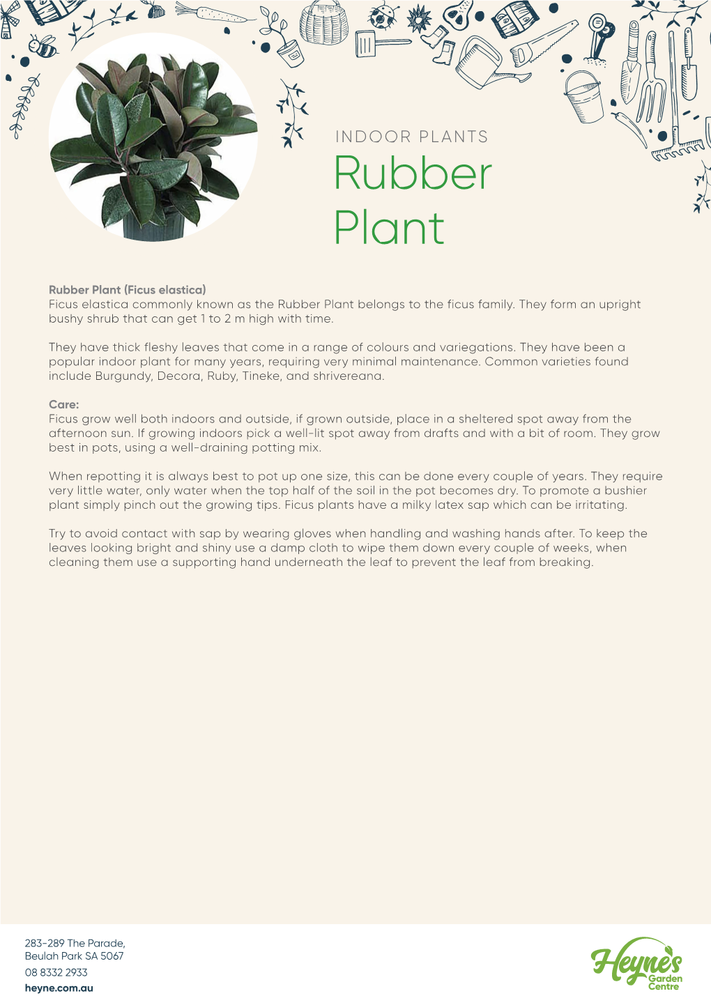 Rubber Plant