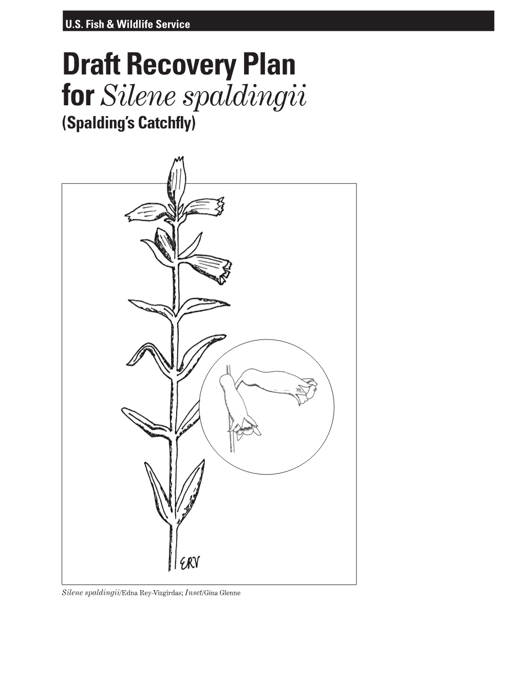 Draft Recovery Plan for Silene Spaldingii (Spalding’S Catchfly)