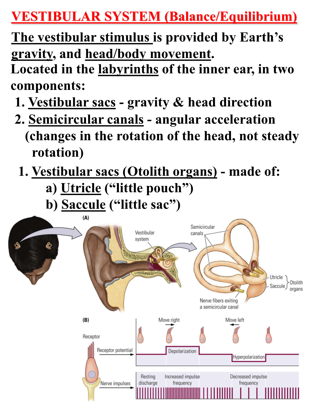 VESTIBULAR SYSTEM (Balance/Equilibrium) the Vestibular Stimulus Is Provided by Earth's Gravity, and Head/Body Movement. Locate