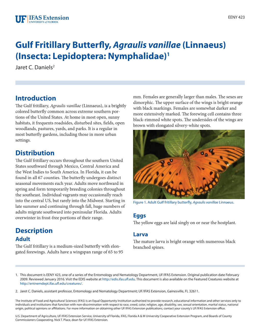 Gulf Fritillary Butterfly,Agraulis Vanillae Linnaeus, on Maypop (Purple Passionflower),Passiflora Incarnata L