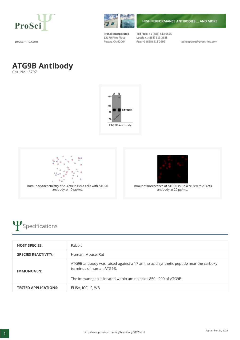 ATG9B Antibody Cat