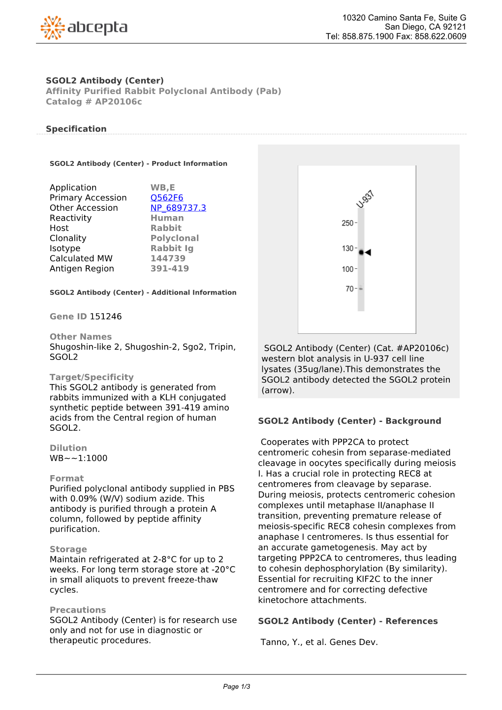 SGOL2 Antibody (Center) Affinity Purified Rabbit Polyclonal Antibody (Pab) Catalog # Ap20106c