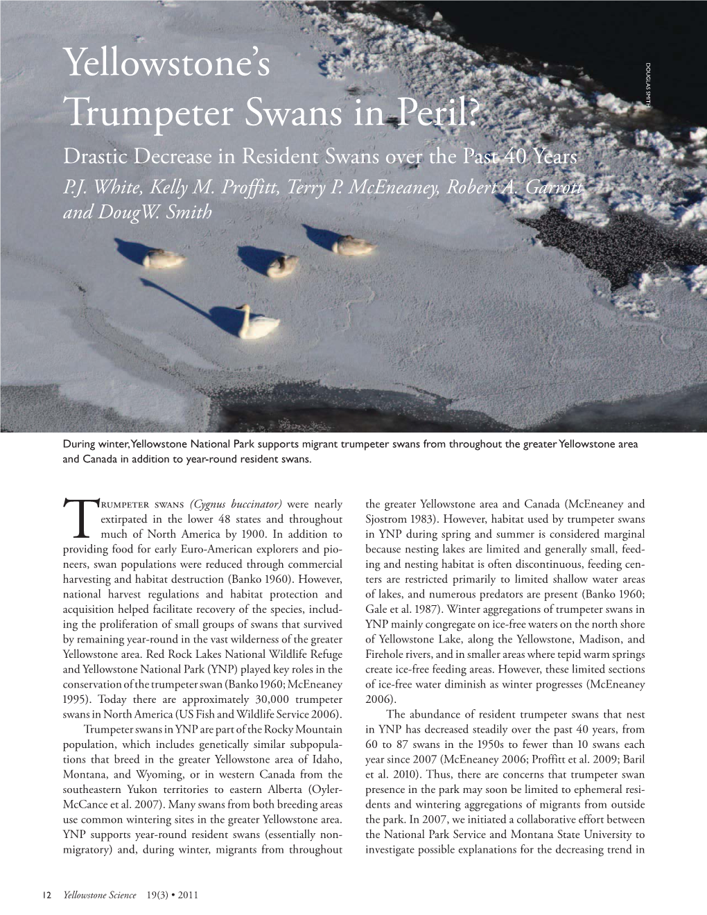 Yellowstone's Trumpeter Swans in Peril?