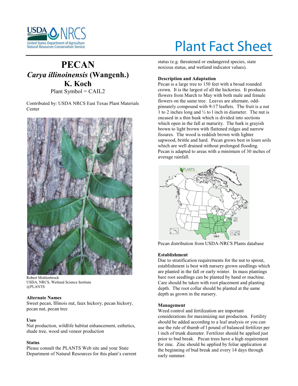 Sweet Pecan Plant Fact Sheet