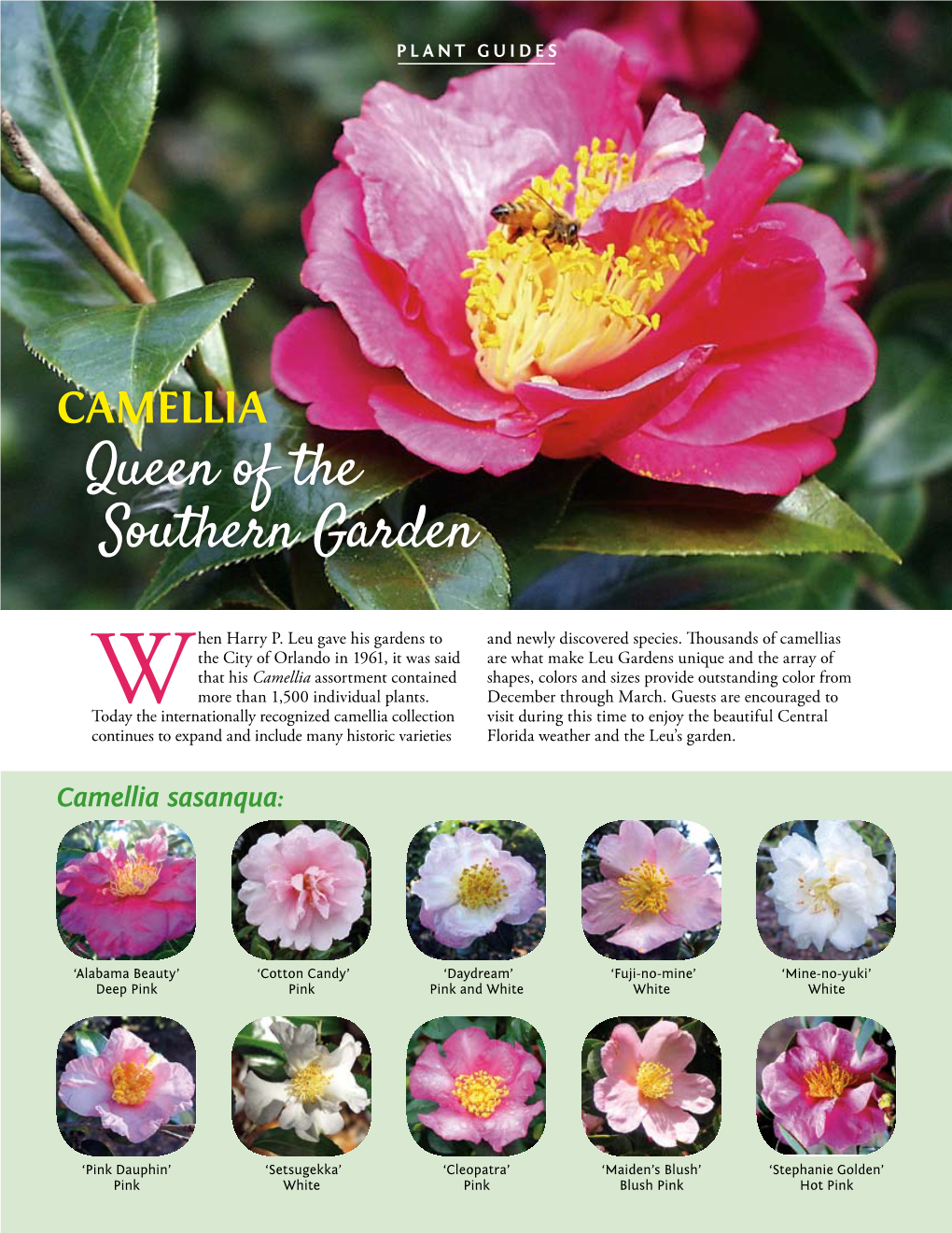 Camellia Queen of the Southern Garden