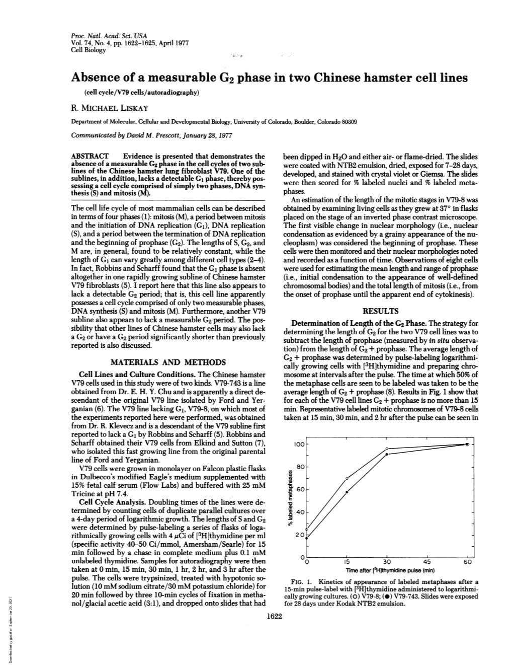 Absence of a Measurable G2 Phase in Two Chinese Hamster Cell Lines (Cell Cycle/V79 Cells/Autoradiography) R