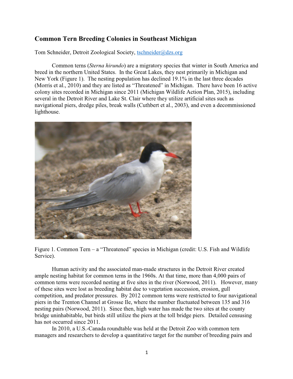 Common Tern Breeding Colonies in Southeast Michigan