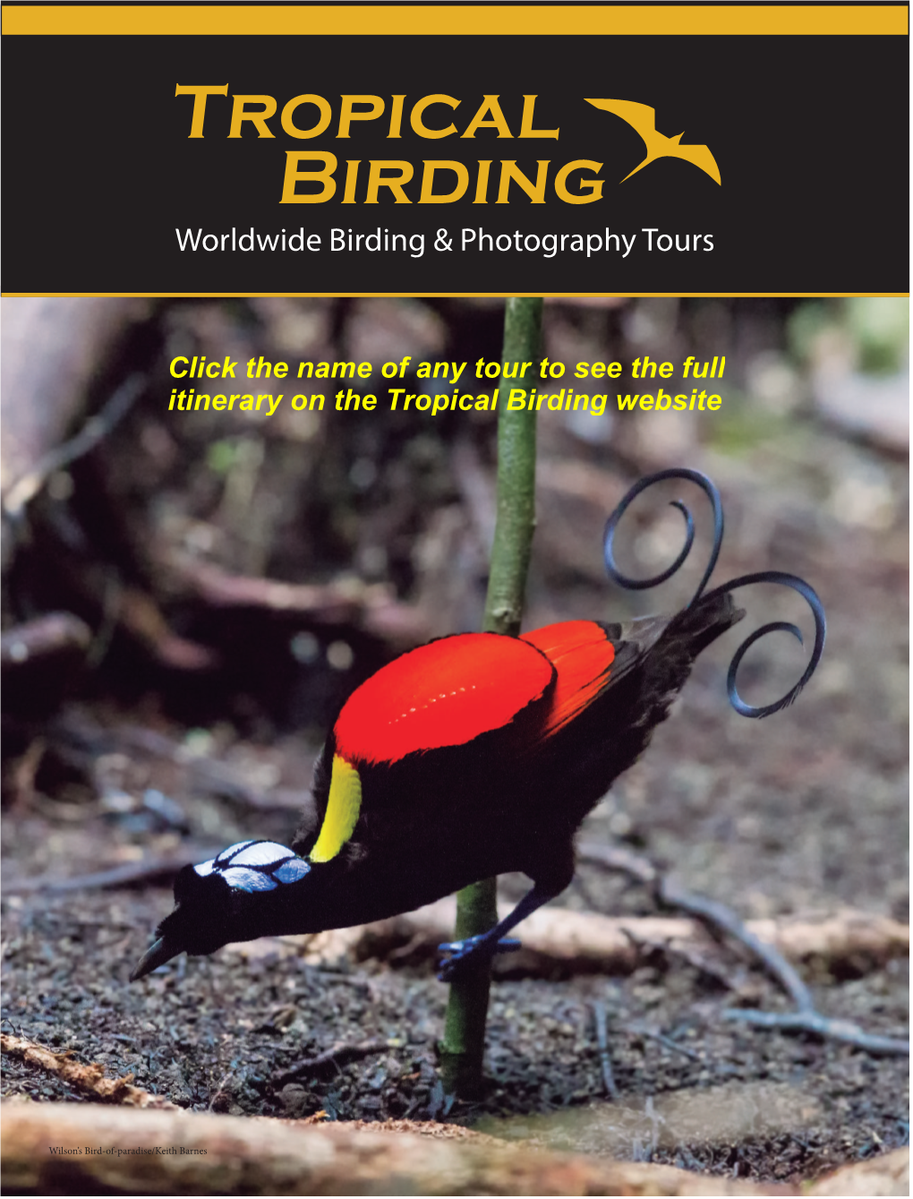Click the Name of Any Tour to See the Full Itinerary on the Tropical Birding