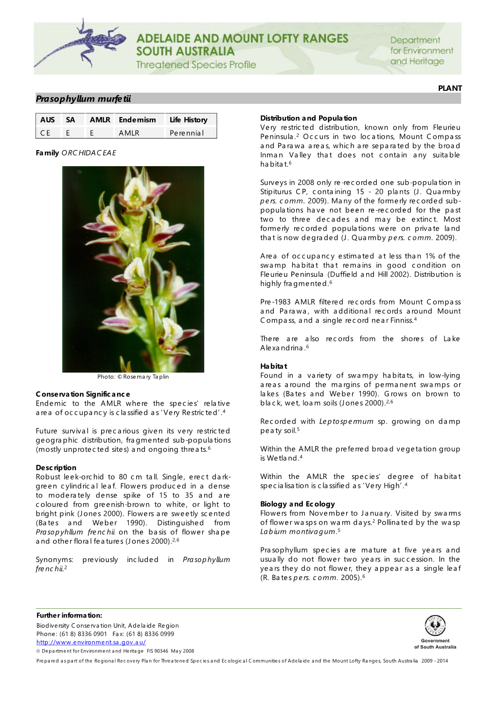 Prasophyllum Murfetii