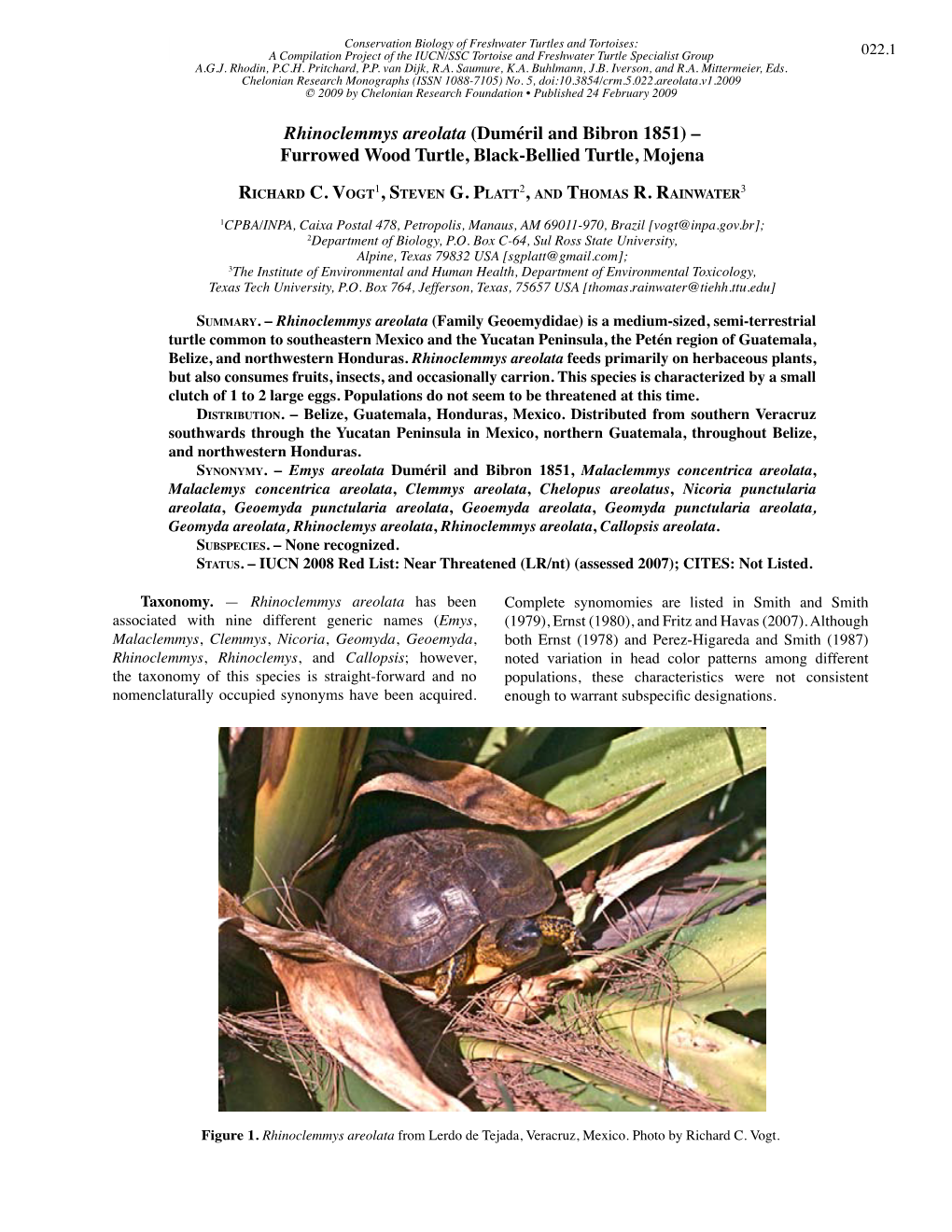 Rhinoclemmys Areolata (Duméril and Bibron 1851) – Furrowed Wood Turtle, Black-Bellied Turtle, Mojena