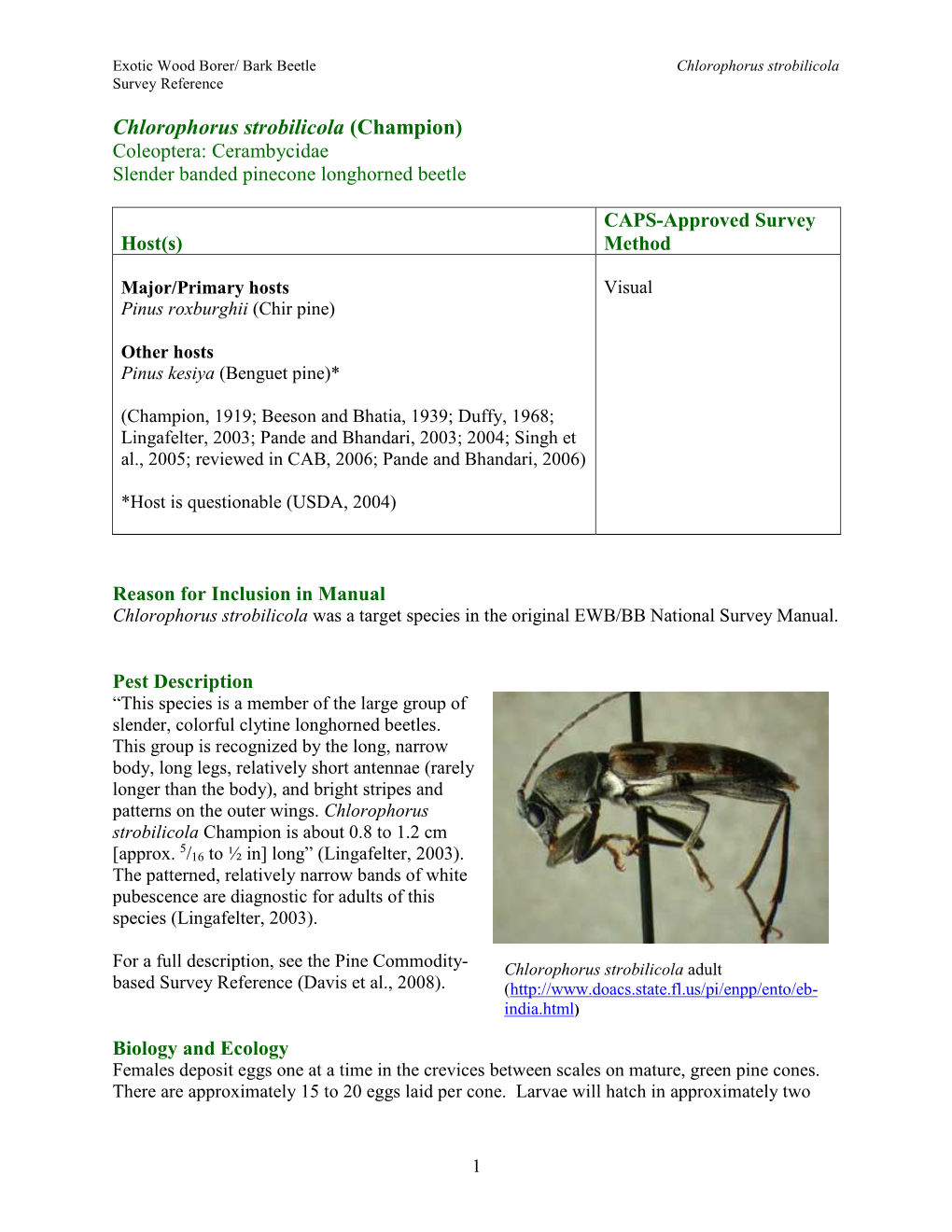 Chlorophorus Strobilicola (Champion) Coleoptera: Cerambycidae Slender Banded Pinecone Longhorned Beetle