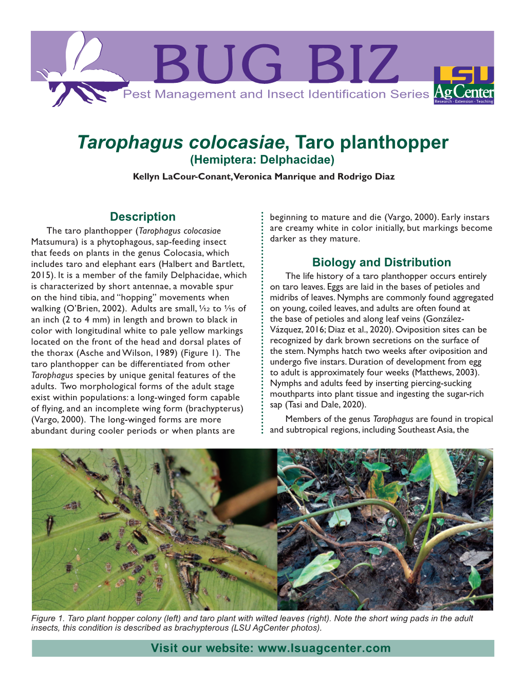 Tarophagus Colocasiae, Taro Planthopper (Hemiptera: Delphacidae) Kellyn Lacour-Conant, Veronica Manrique and Rodrigo Diaz