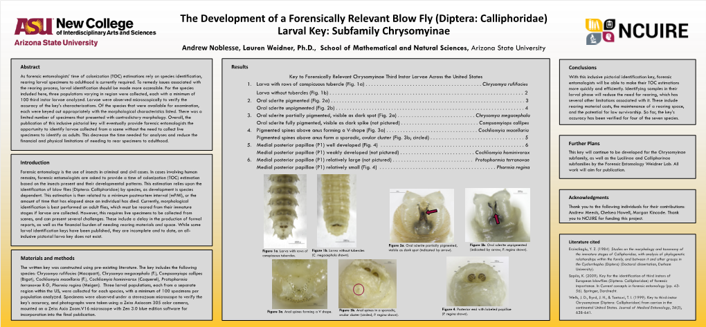 (Diptera: Calliphoridae) Larval Key: Subfamily Chrysomyinae