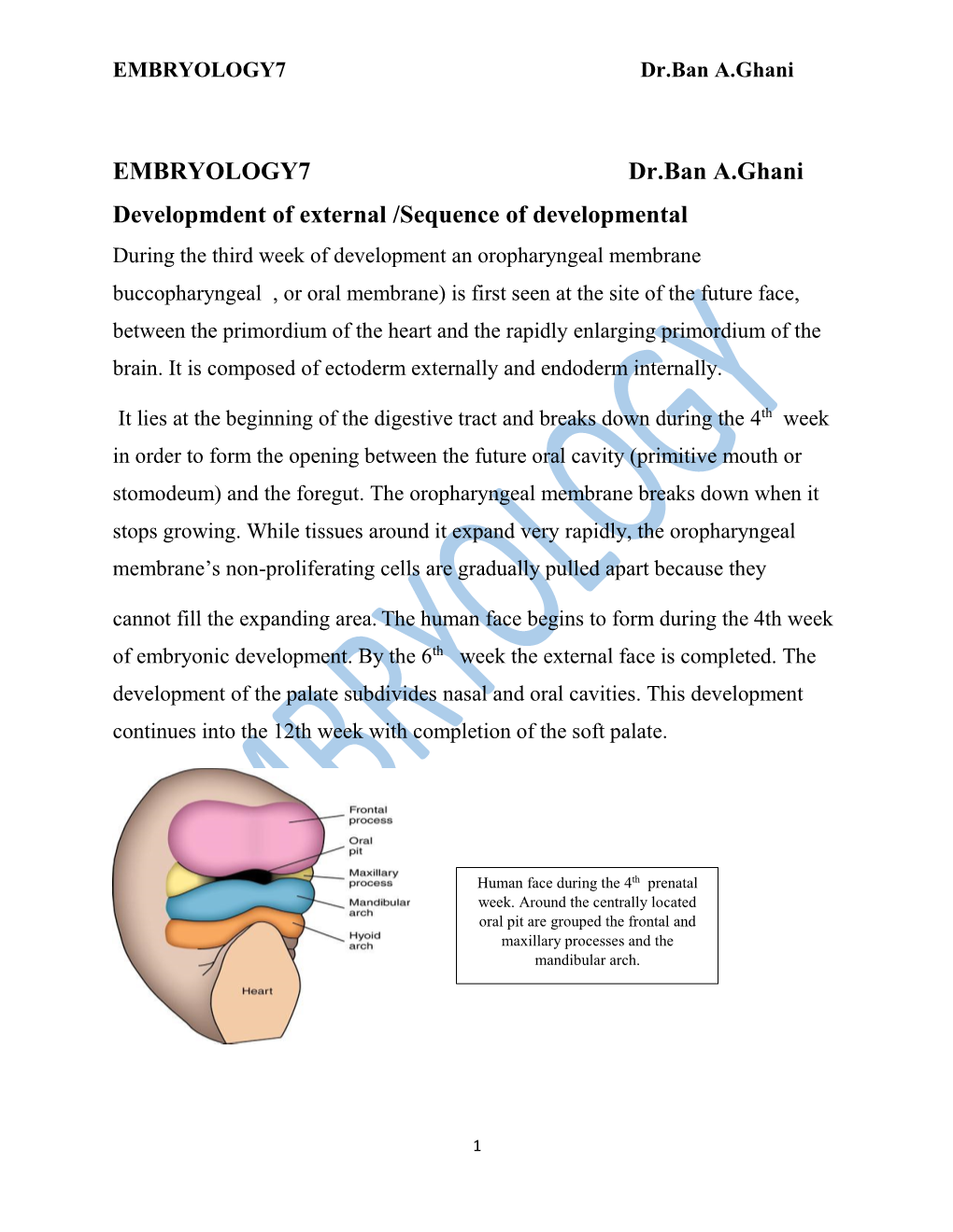 EMBRYOLOGY7 Dr.Ban A.Ghani Developmdent of External