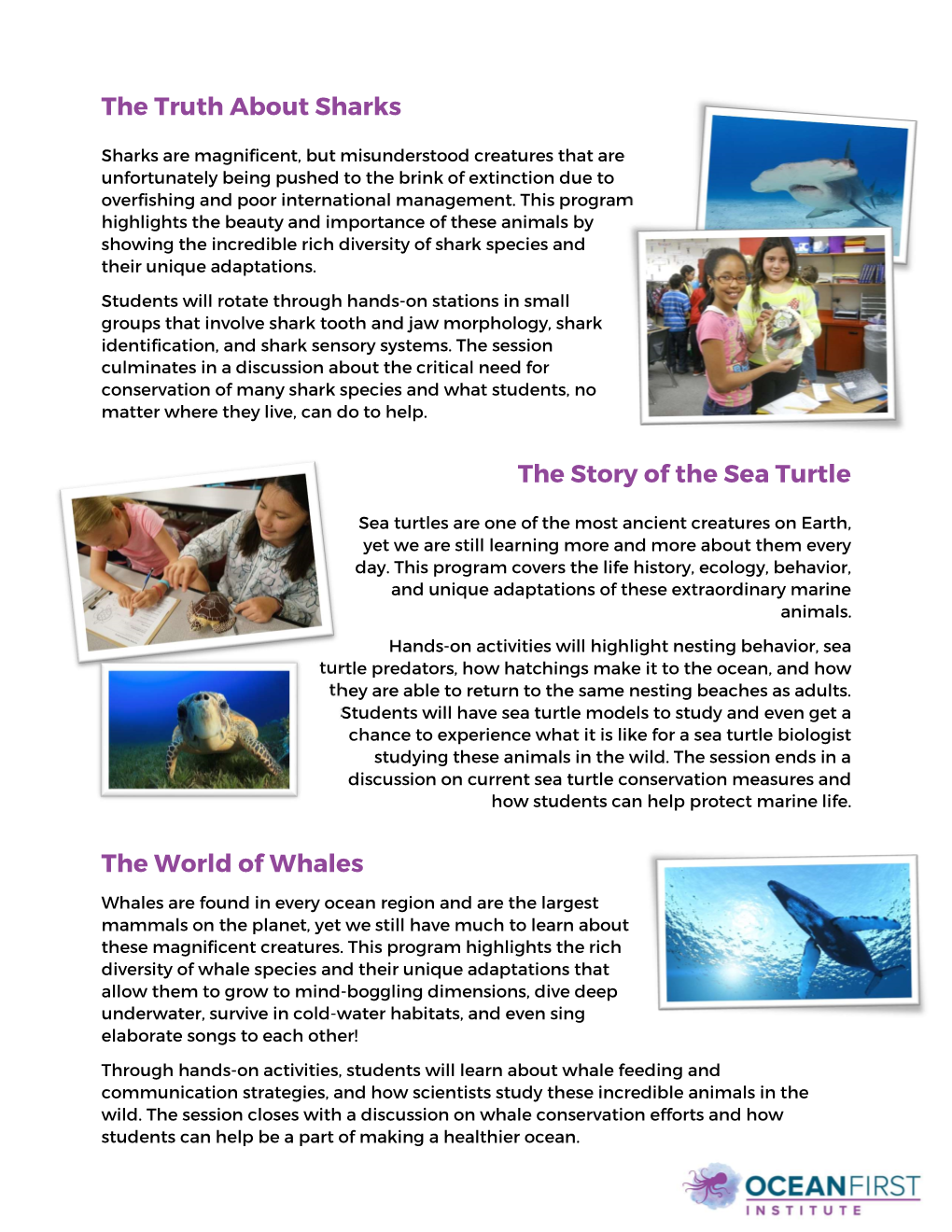 The Truth About Sharks the Story of the Sea Turtle the World of Whales