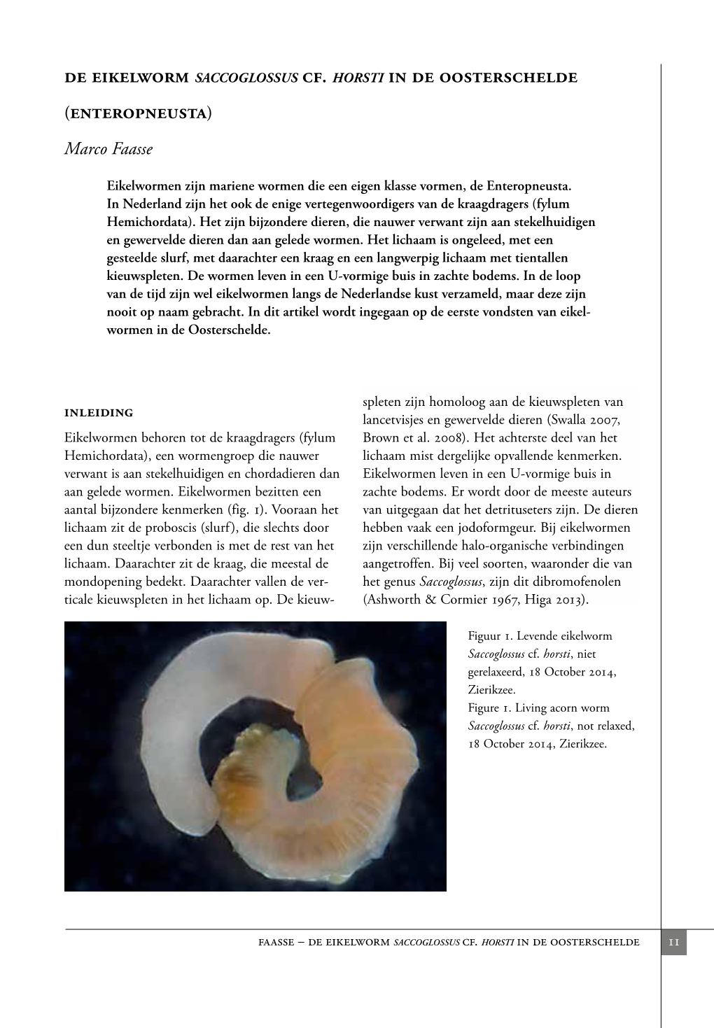 De Eikelworm Saccoglossus Cf. Horsti in De Oosterschelde (Enteropneusta)