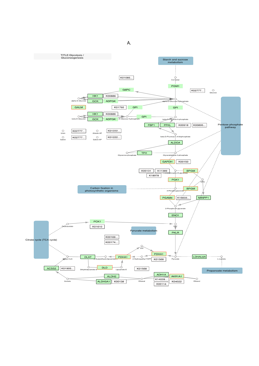 Glycolysis-Gluconeogenesis (Hsa00010), B