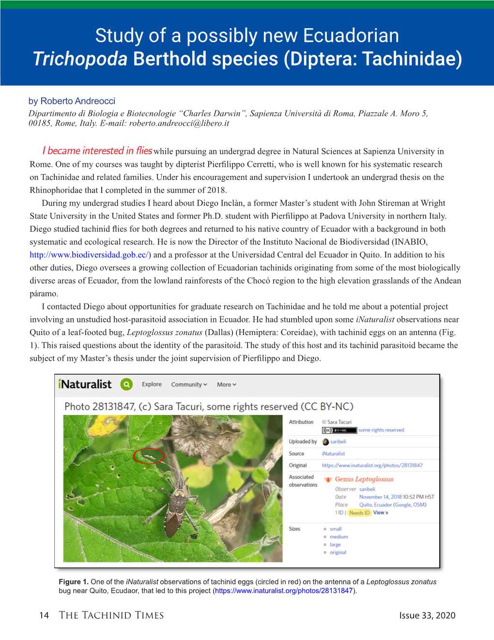 Study of a Possibly New Ecuadorian Trichopoda Berthold Species