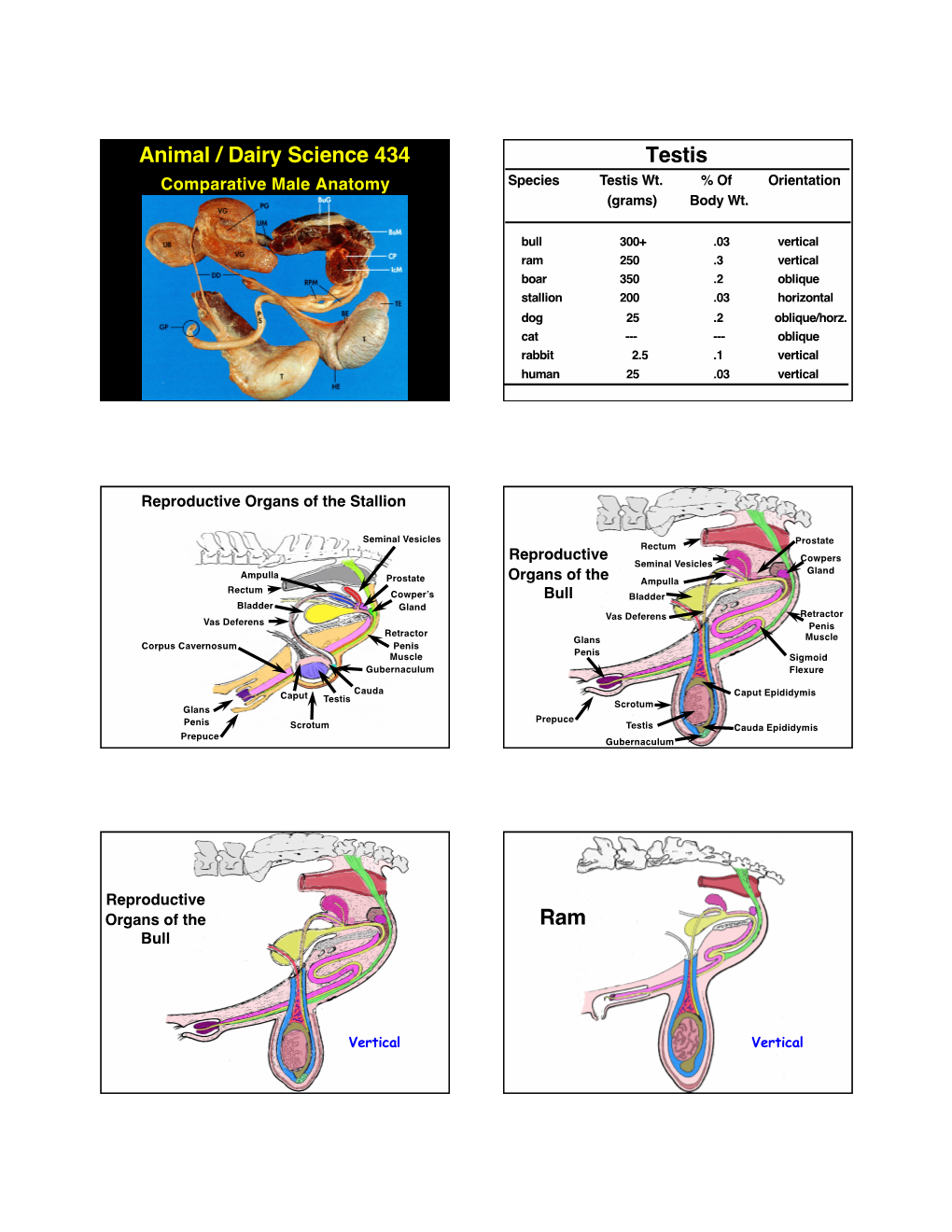 Animal / Dairy Science 434 Testis Comparative Male Anatomy Species Testis Wt