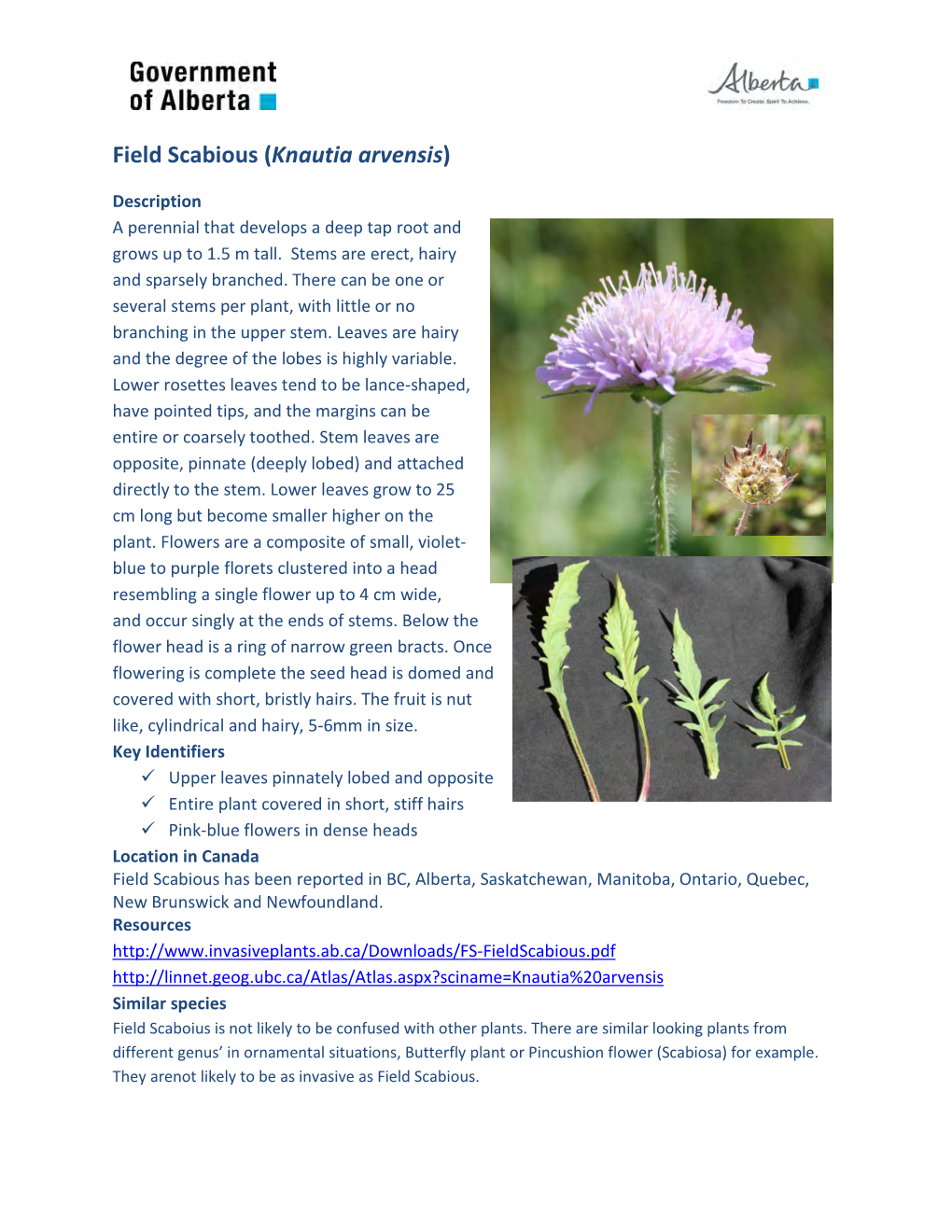 Field Scabious (Knautia Arvensis)