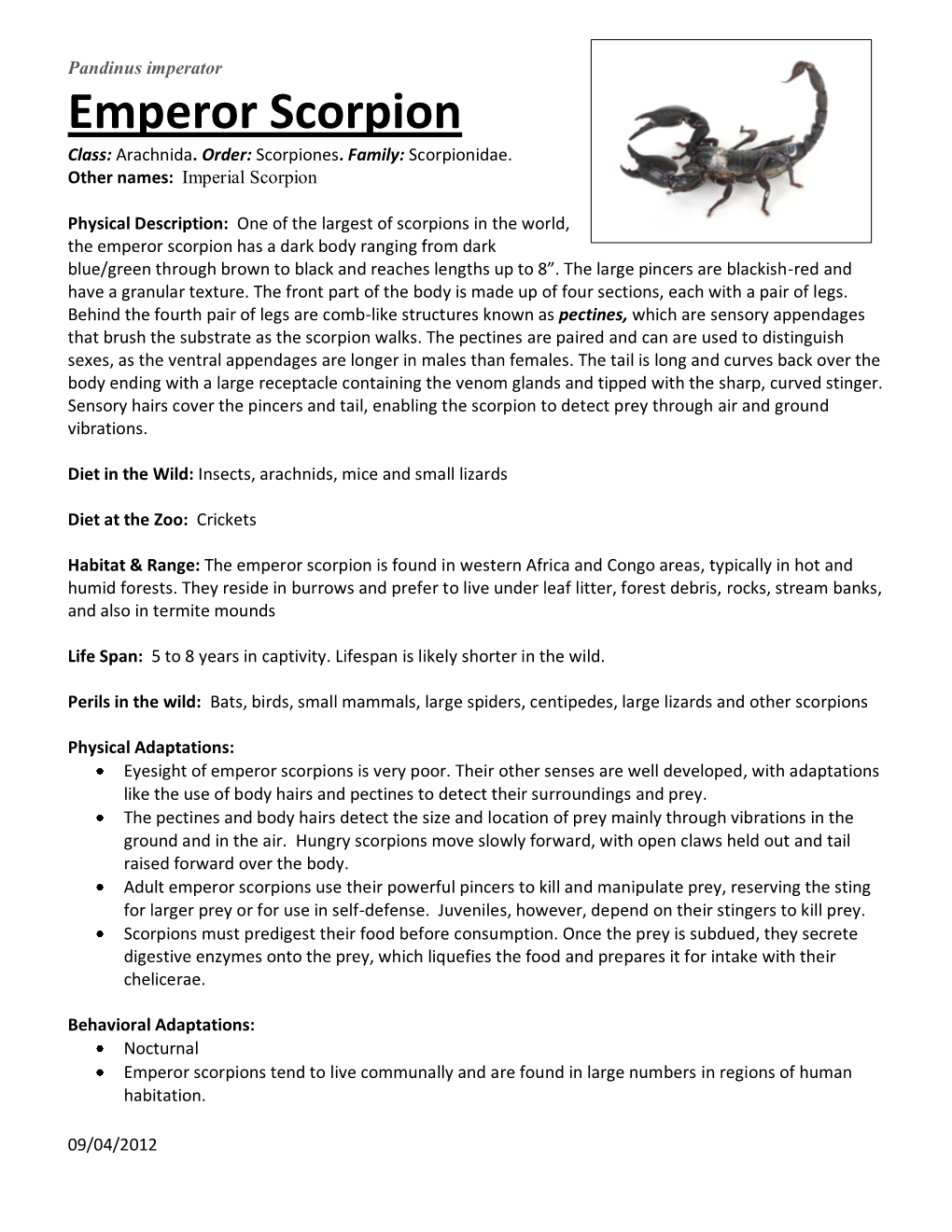 Emperor Scorpion Class: Arachnida