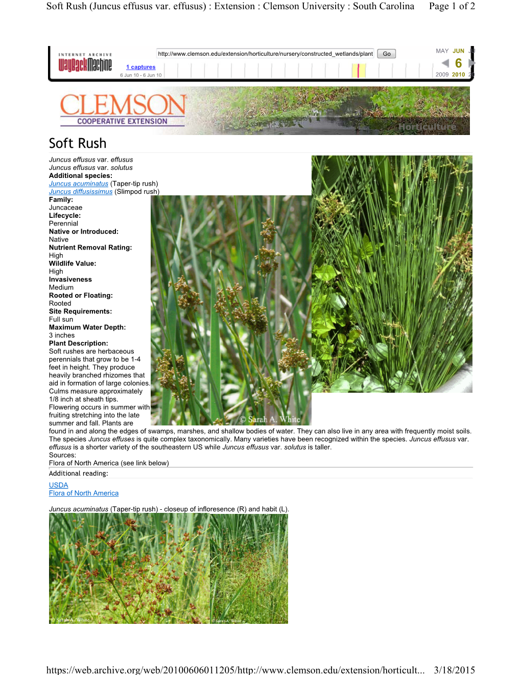 Aquatic Plant Profiles: Soft Rush (Juncus Effusus Var. Effusus, Juncus