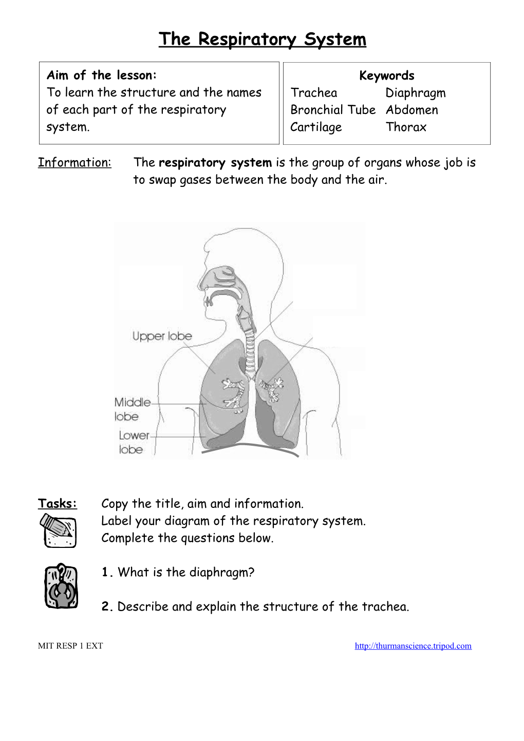 The Respiratory System s4