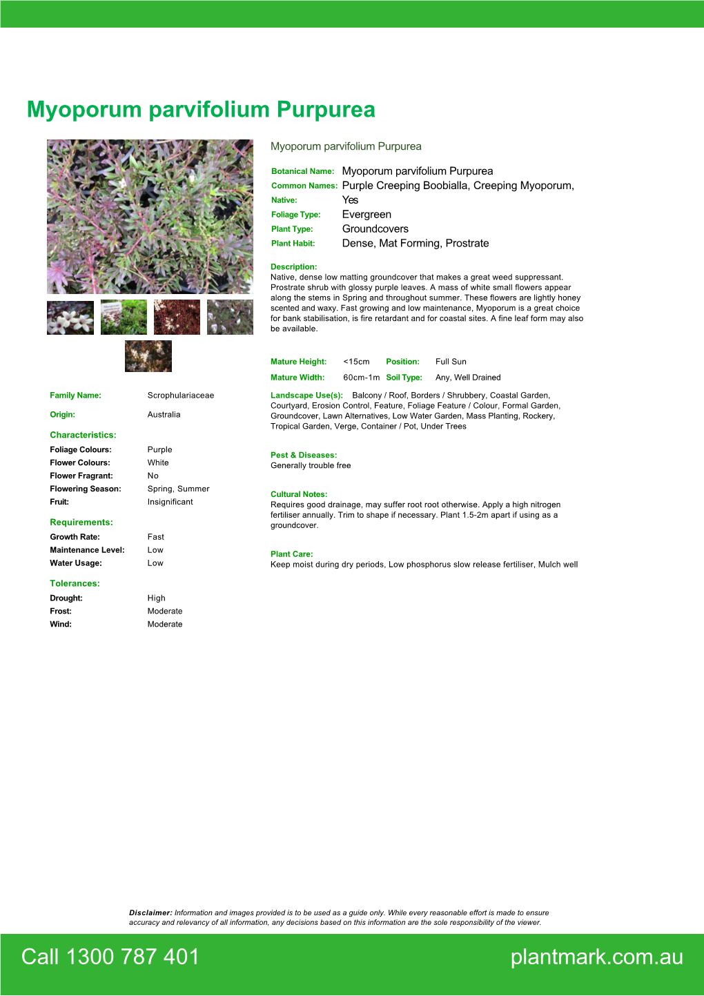 Myoporum Parvifolium Purpurea