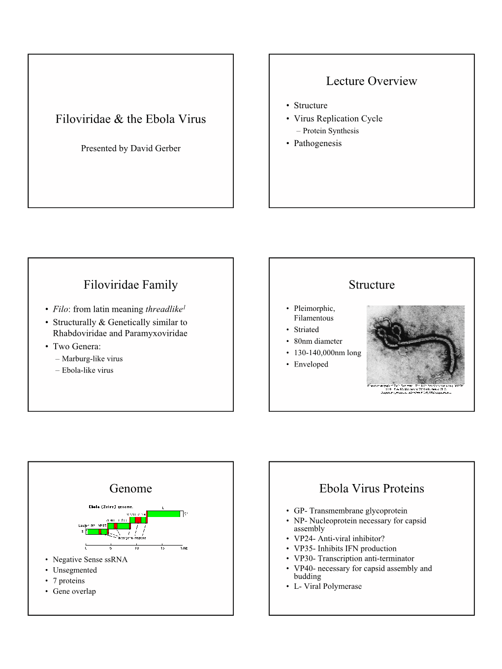 Ebola Virus Proteins