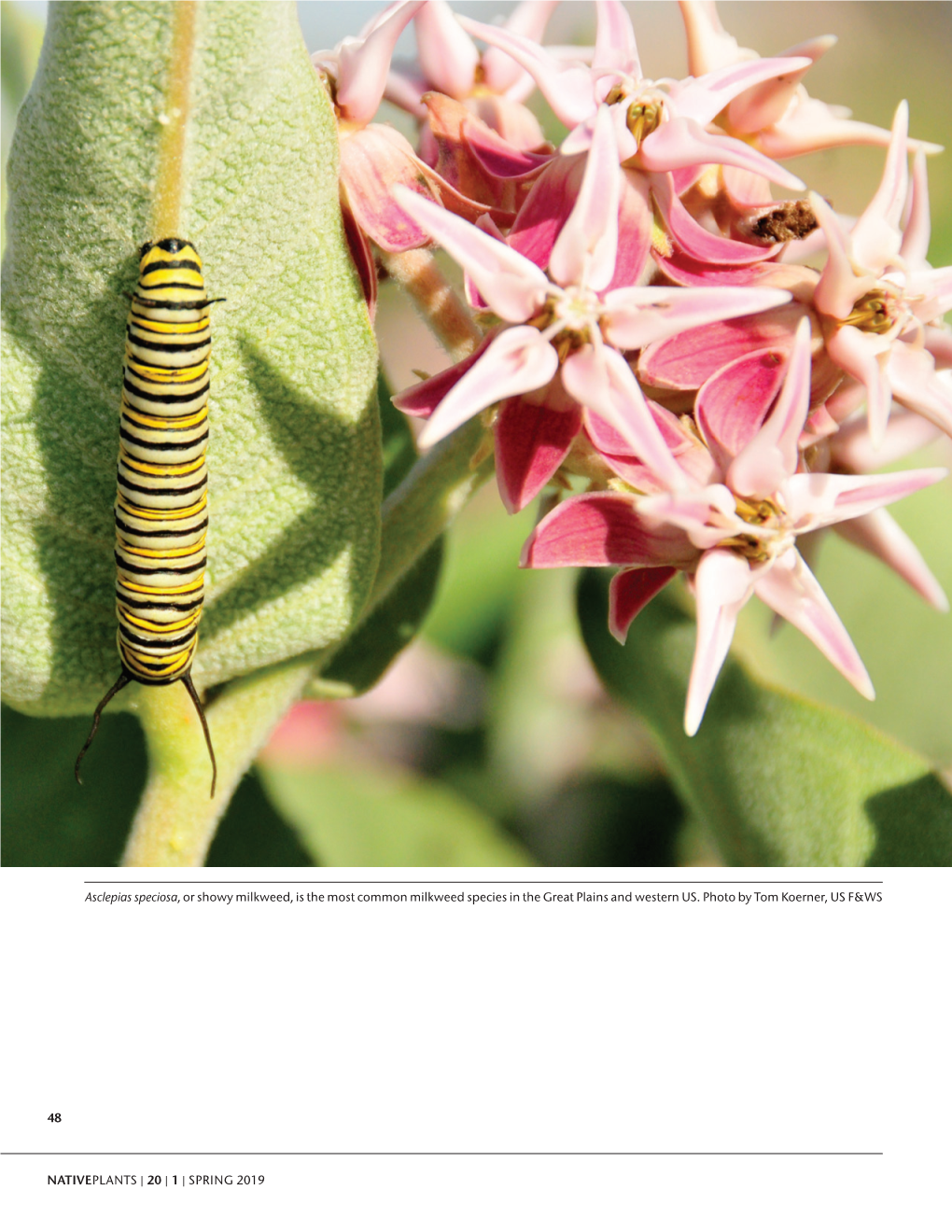 Successfully Storing Milkweed Taproots for Habitat Restoration