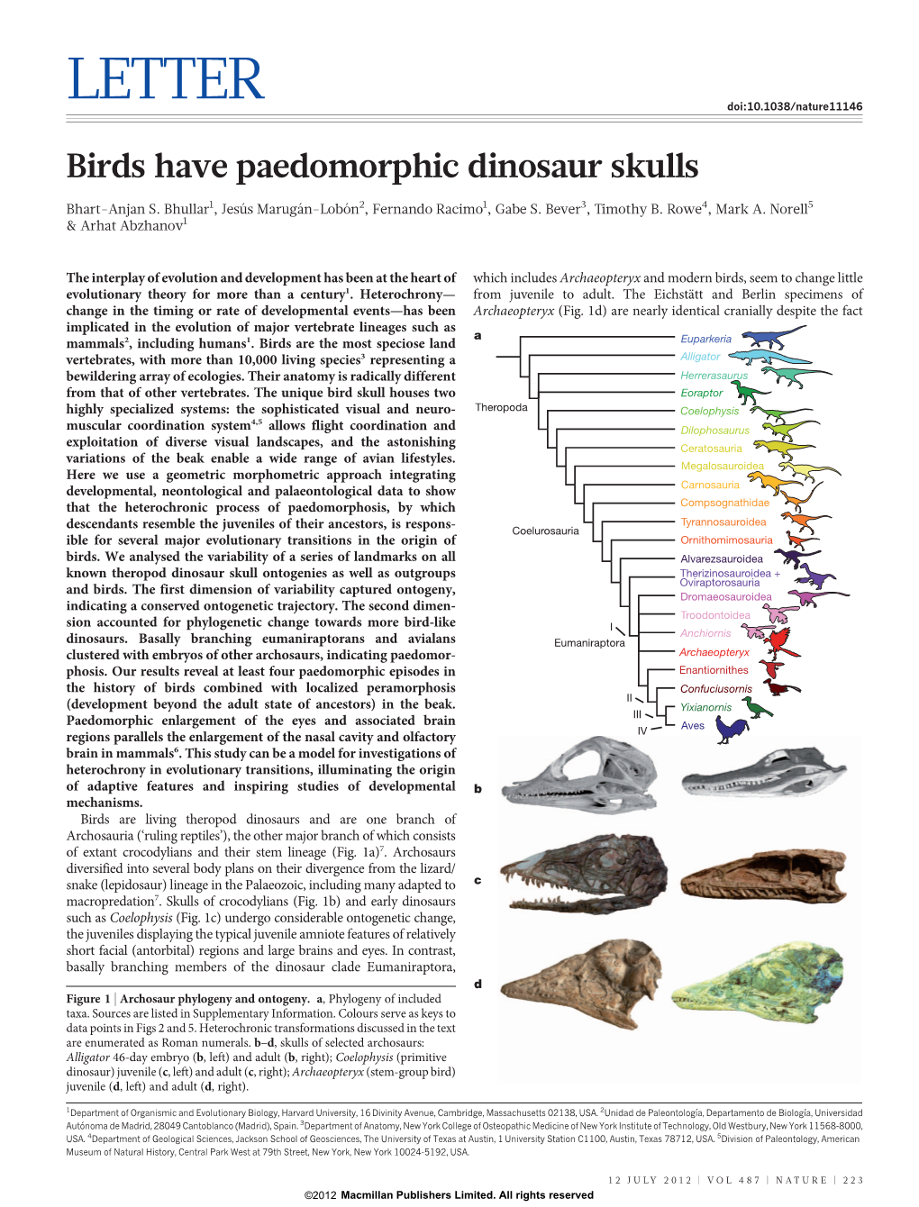 Birds Have Paedomorphic Dinosaur Skulls