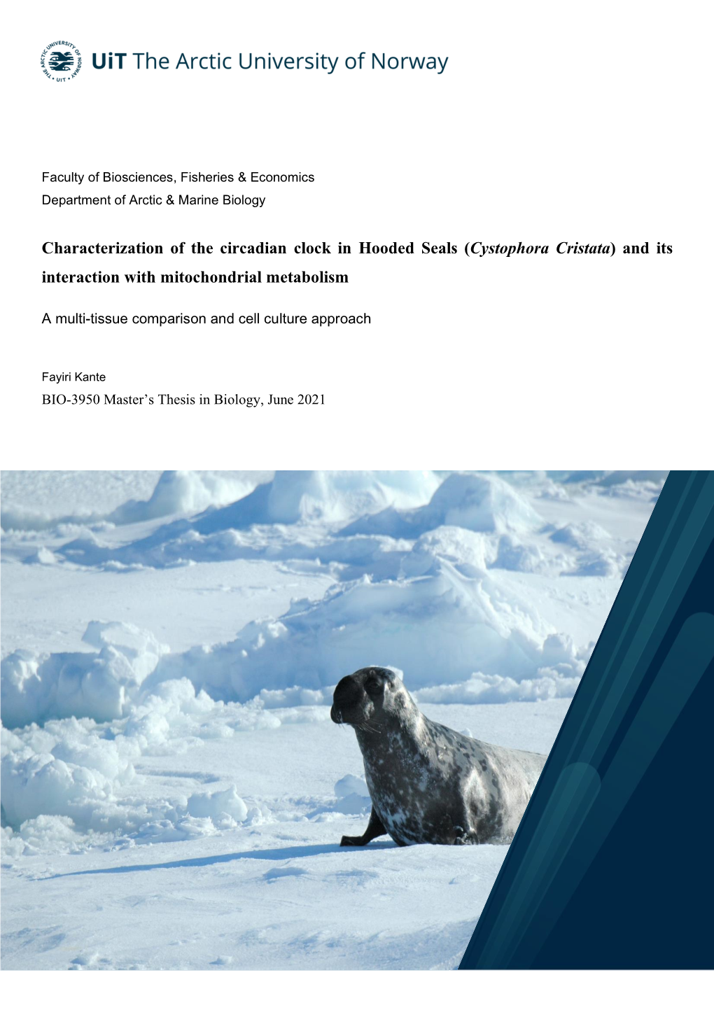 Characterization of the Circadian Clock in Hooded Seals (Cystophora Cristata) and Its Interaction with Mitochondrial Metabolism