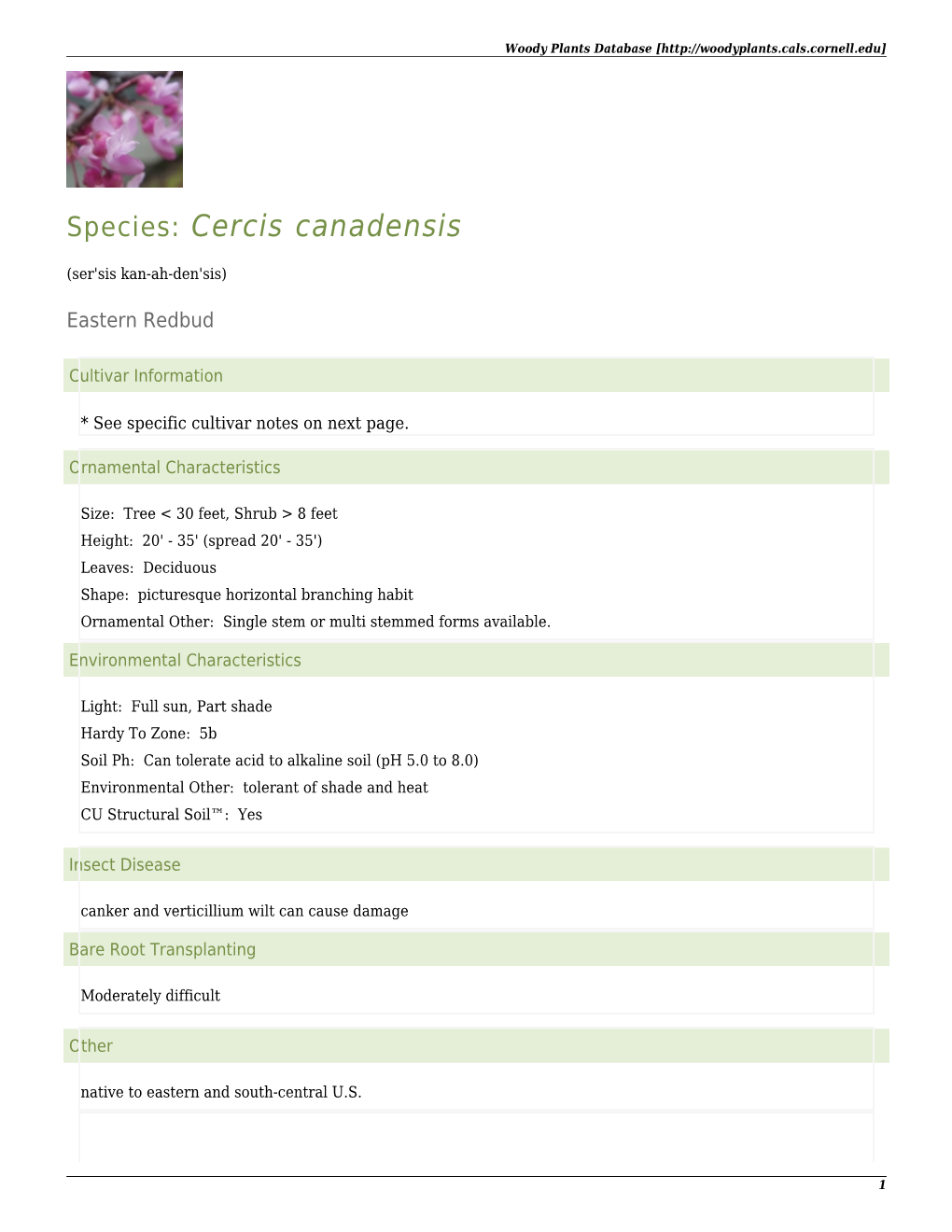 Species: Cercis Canadensis