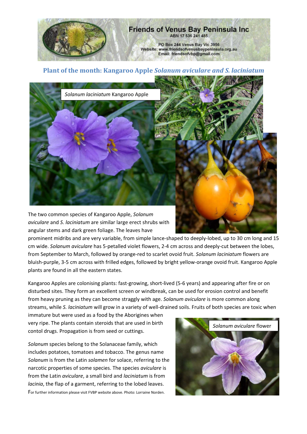 Kangaroo Apple Solanum Aviculare and S